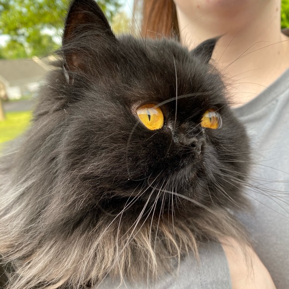 Meet your Posh Ambassador, Michelle!! - Picture 1 of 11